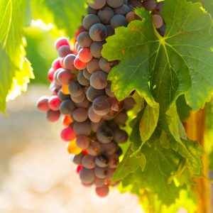 Uvas en los viñedos
