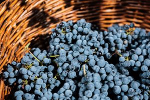 combinación de uvas en el vino chitón