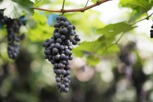 Añadas Rioja: variedad tempranillo