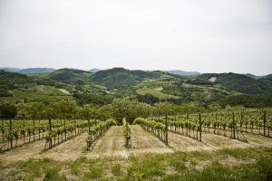 Viñedos dónde se crian la variedad de uva blanca autóctona de Galicia