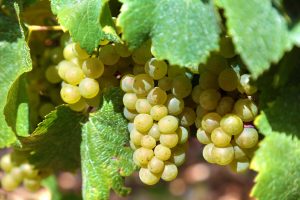 Vino verdejo: elaboración del este vino blanco.