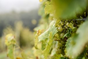 Vino verdejo: uva variedad