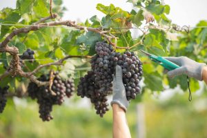 azpilicueta vino de selección racimo de uvas cortadas cuidadosamente por unas manos